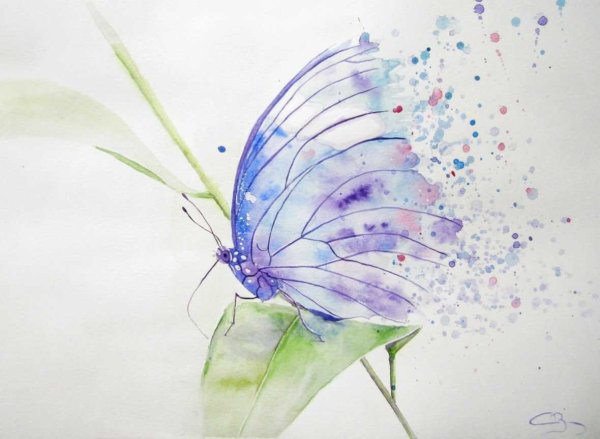 Бабочка на цветке акварель