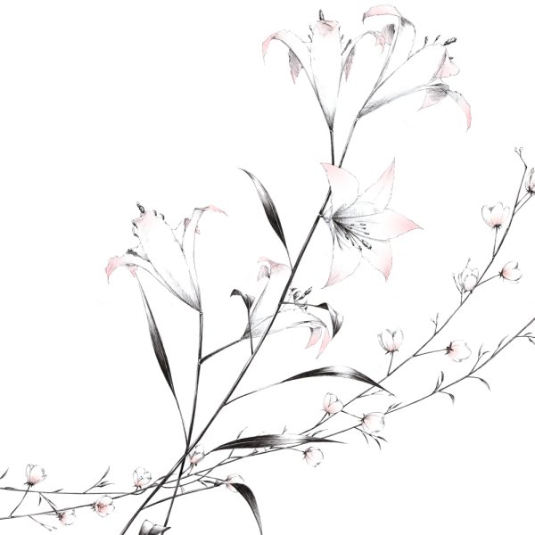 Ветка рисунок