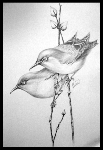Красивые птицы карандашом