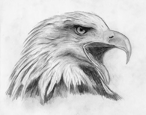 Орел карандашом
