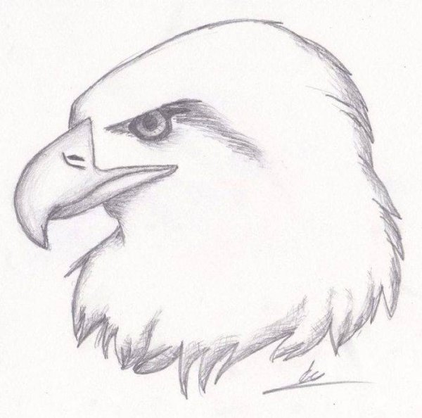 Рисунки для срисовки животные