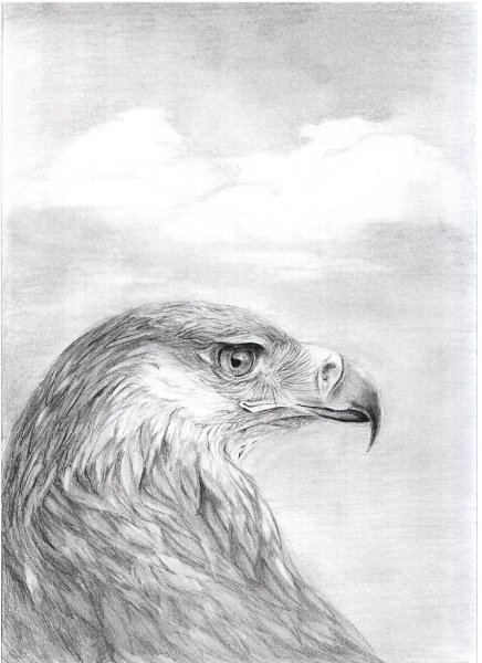 Рисунки Орлов карандашом