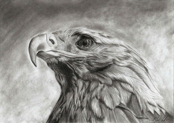 Голова орла эскиз