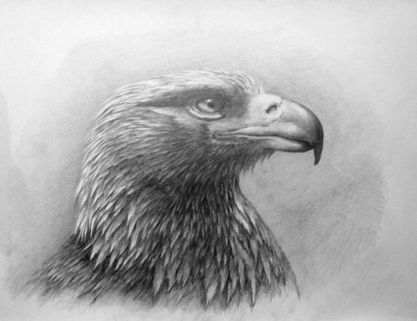 Орел карандашом