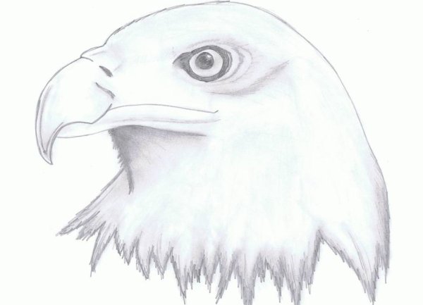 Рисунки Орлов для срисовки