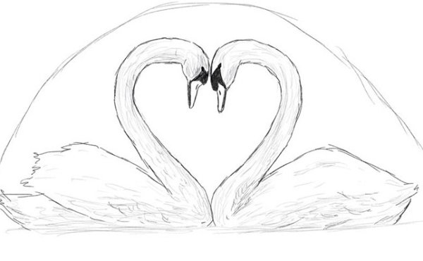 2 Лебедя рисунок карандашом