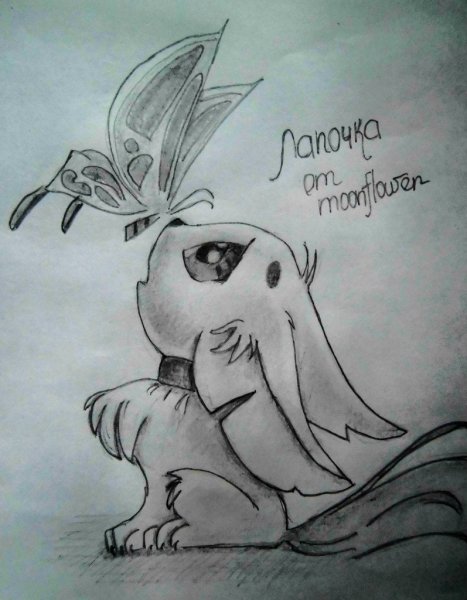 Котик рисунок карандашом