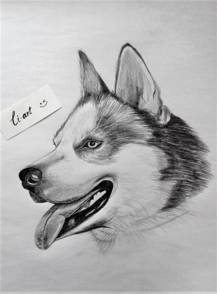 Хаски рисунок карандашом