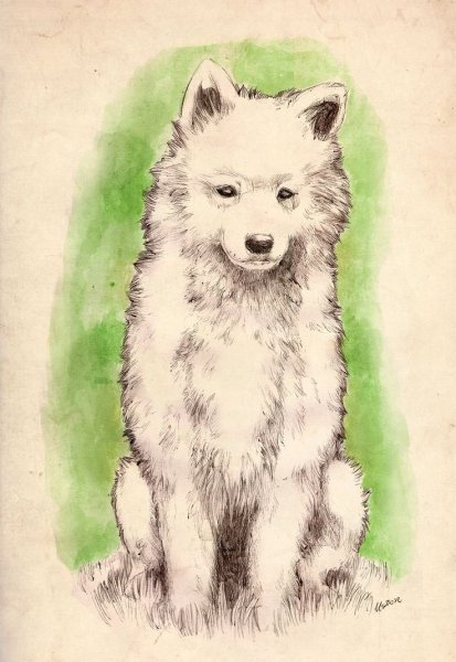 Самоед рисунок