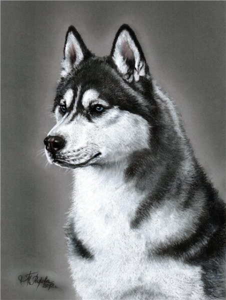 Хаски карандашом