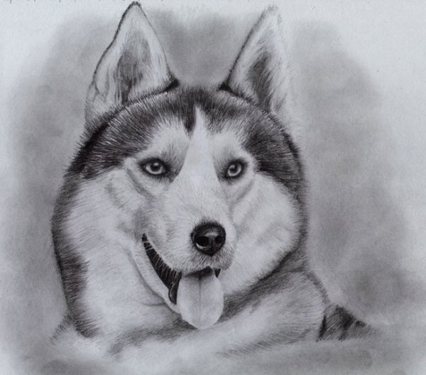 Хаски рисунок карандашом