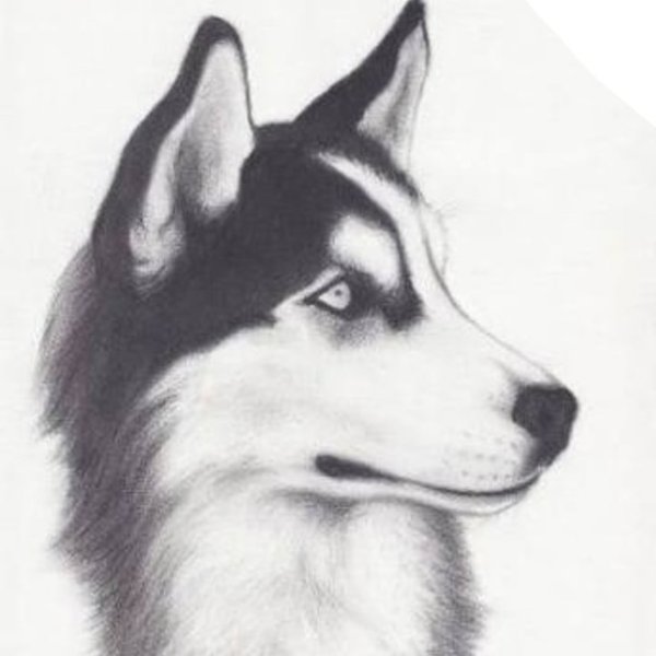 Хаски карандашом для срисовки