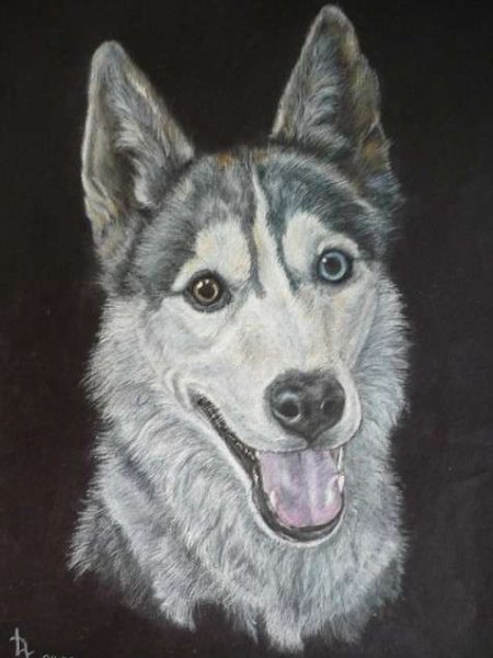 Собака лайка карандашом