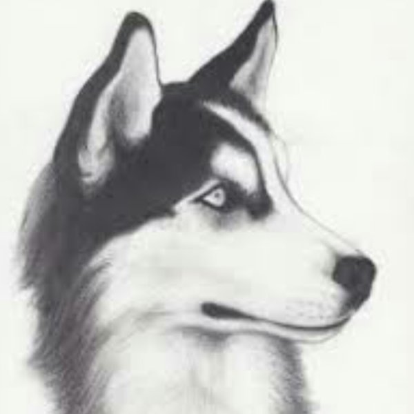 Хаски эскиз