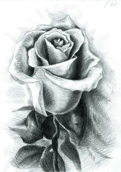 Красивая роза карандашом