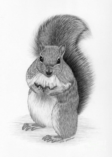 Животные карандашом