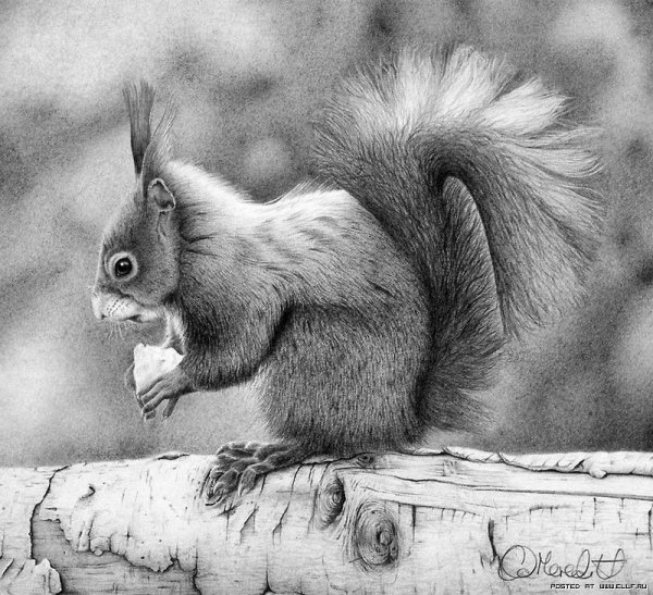 Рисунки животных карандашом