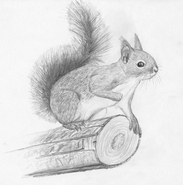Белка этапы рисования