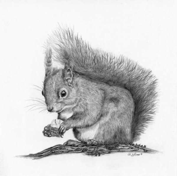 Рисунок белки карандашом