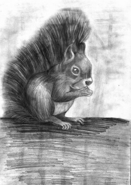 Белка для срисовки
