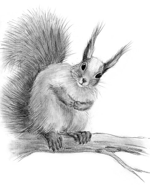 Белка карандашом