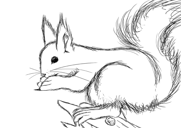 Белочка рисунок
