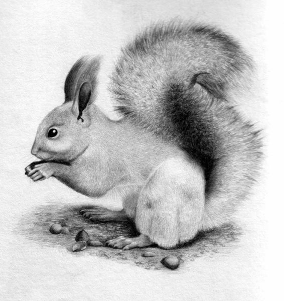 Белка сбоку рисунок