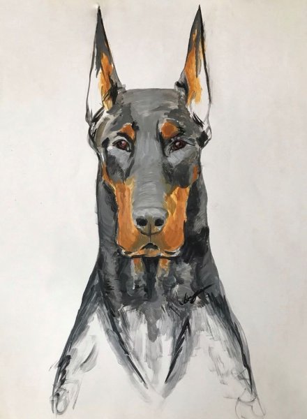 Доберман портрет