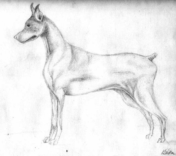 Доберман для срисовки в полный рост