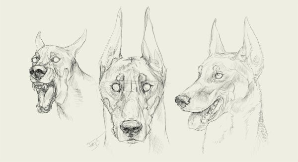 Скетч собаки Доберман