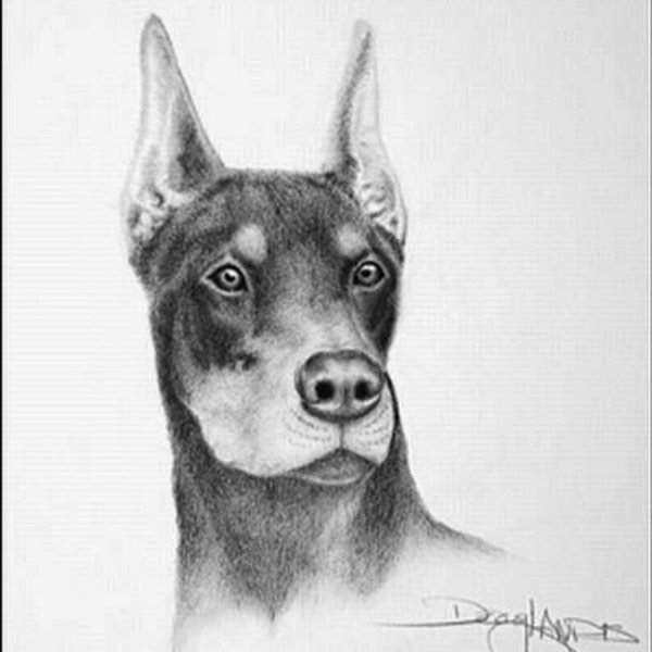 Собака карандашом