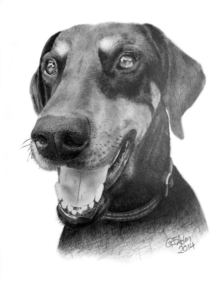 Доберман рисунок карандашом