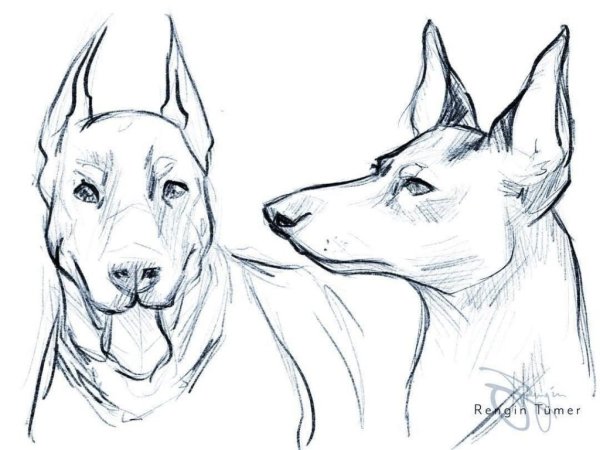 Зарисовки добермана