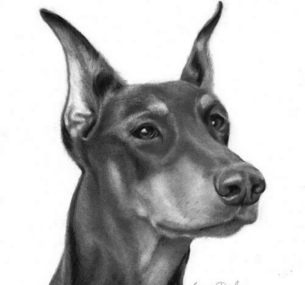 Доберман пинчер карандашом