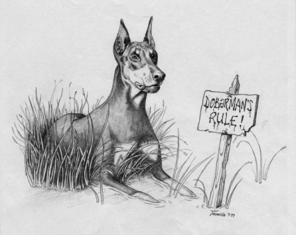 Доберман рисунок карандашом
