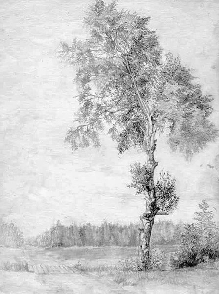 Береза карандашом