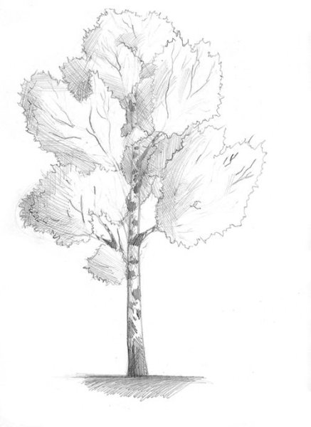 Красивое дерево карандашом