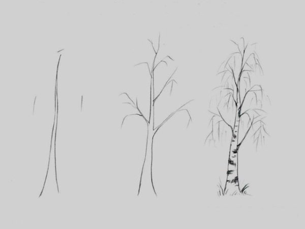 Поэтапное рисование березы для детей