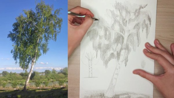 Красивые ветки Березки карандашом