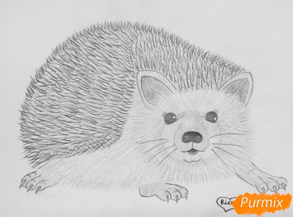 Ёж карандашом для срисовки