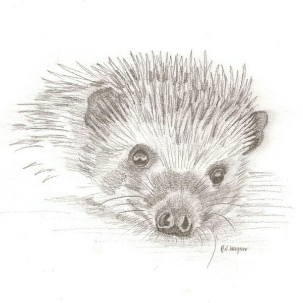 Раскрасить ежика цветными карандашами