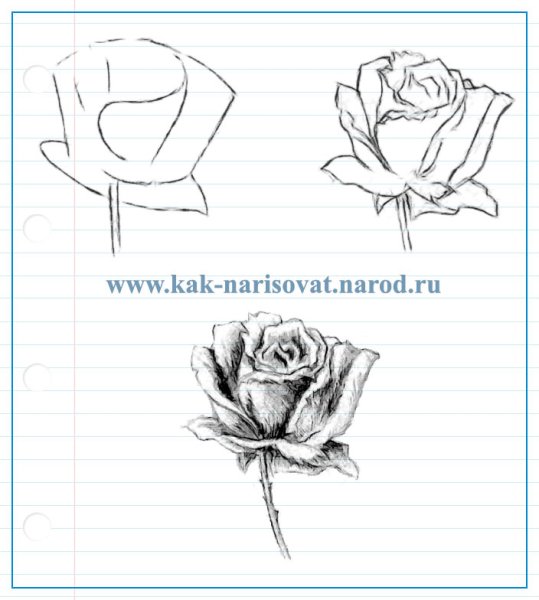 Схема рисования розы карандашом