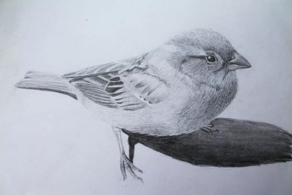 Зарисовки птиц карандашом