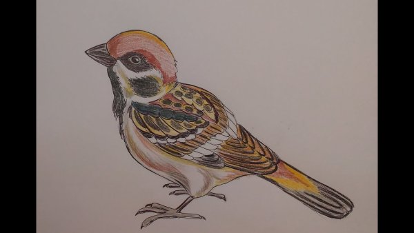 Срисовка воробья цветной