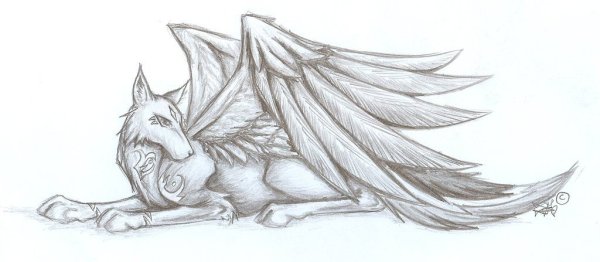 Волки с крыльями