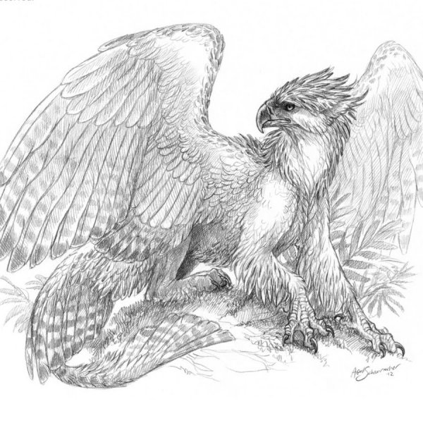 Грифоны Мифические существа карандашом