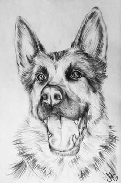 Овчарка карандашом