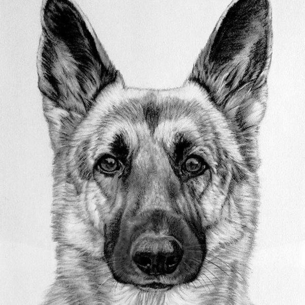 Немецкая овчарка карандашом