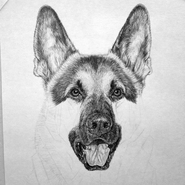 ВЕО овчарка рисунок