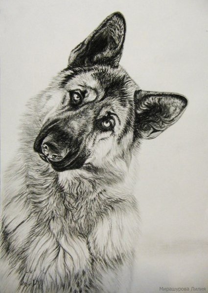 Овчарка эскиз